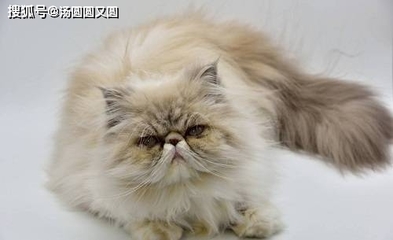 猫咪黄疸是什么原因引起的