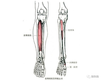 趾长伸肌疼用什么药