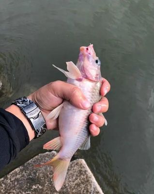 夏天网鱼什么时候好