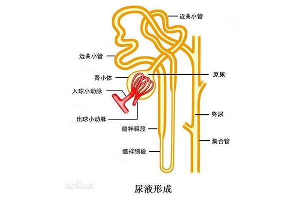 尿液体是什么原因