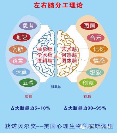 连接左右脑的是什么