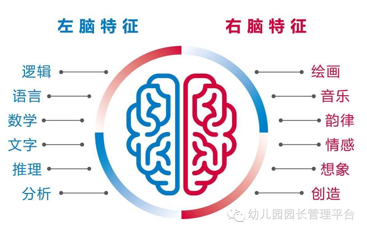 连接左右脑的是什么