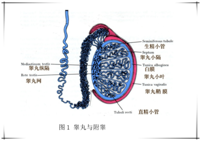 生精上皮是什么构成