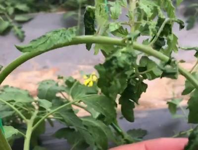什么蔬菜打药最多