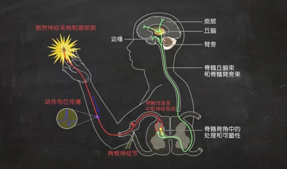 大脑的化学成分是什么
