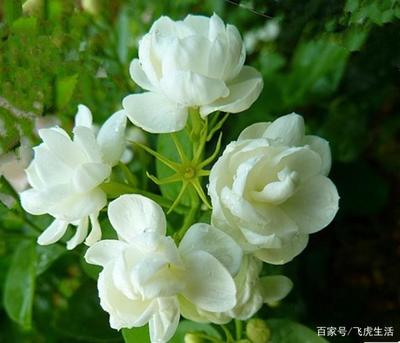 什么花的香味最好闻