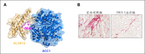 RBC医学代表什么