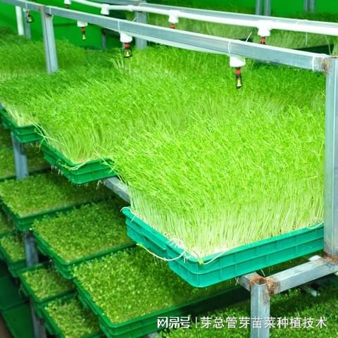 菜市场卖的芽菜是什么