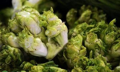 和芥菜很像的是什么