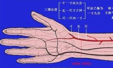 弦脉多见于什么体质