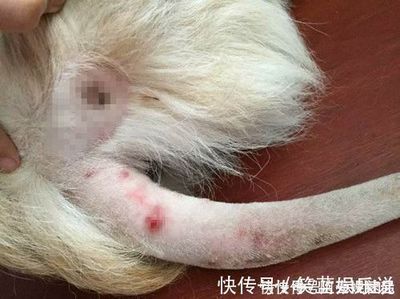 对狗狗过敏什么症状是什么样的