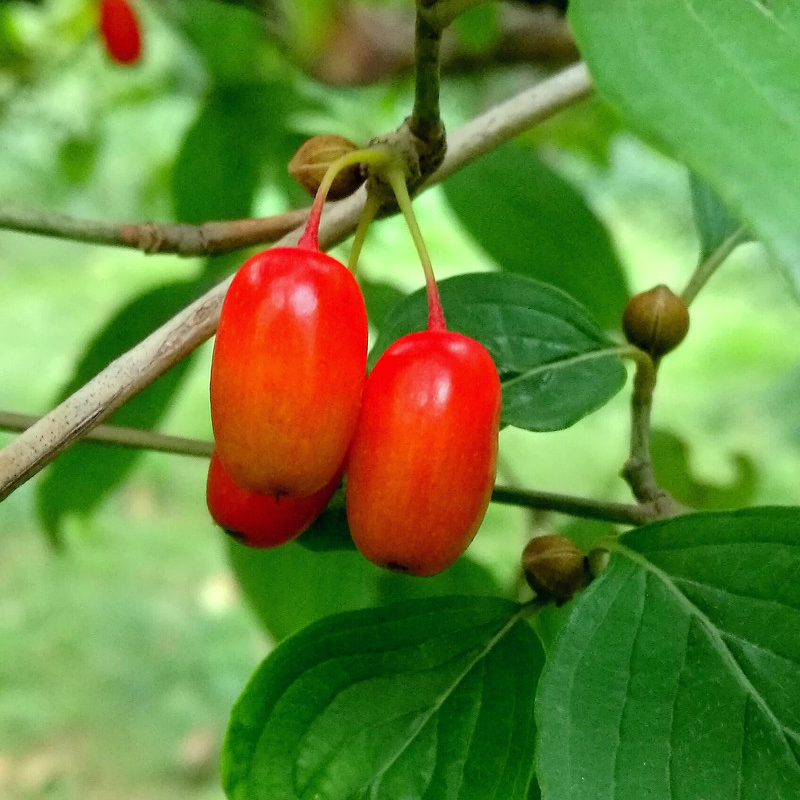 茱萸果是什么果