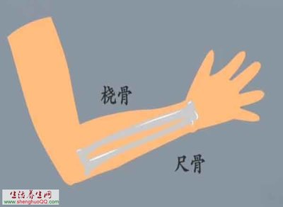 尺骨与桡骨有什么作用