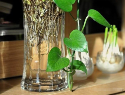 植物是什么钙