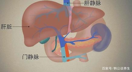 什么是门静脉 肝