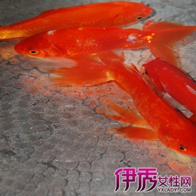 周公解梦中梦见红鲤鱼是什么意思