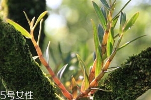 石斛为什么苦
