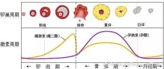 月经分泌期分泌什么时候