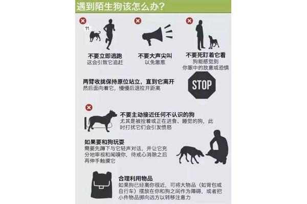 狗咬之后要注意什么东西