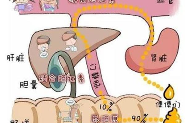 尿黄肚子疼什么原因引起的