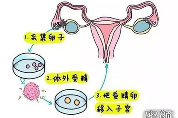 吃什么可以让胚胎生化